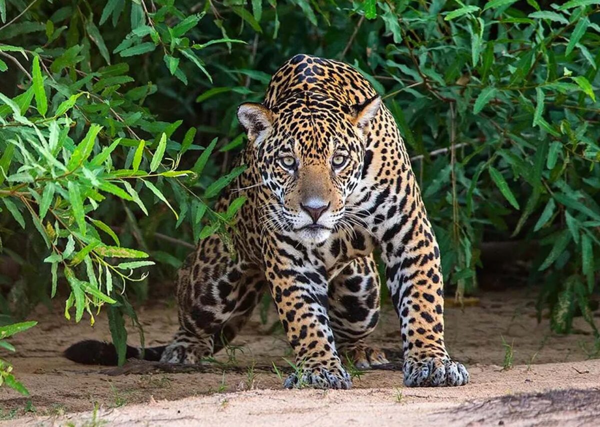 Onça-pintada no Pantanal (Autor: Mike Bueno)