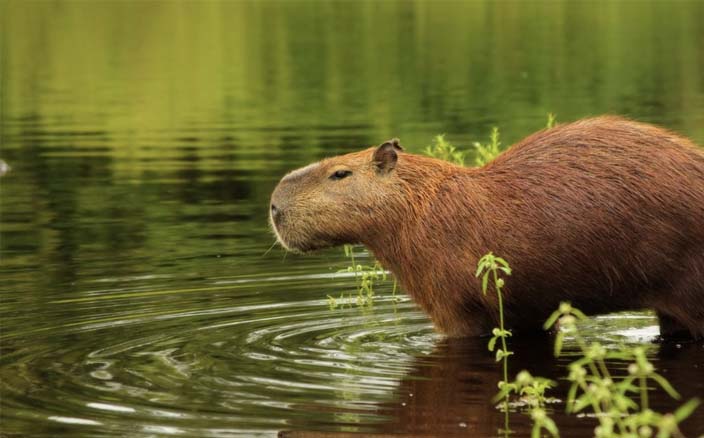 Capivara no Pantanal MS