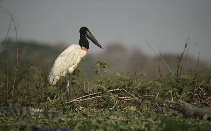 Tuiuiu no Pantanal MS