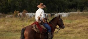 Comitiva pantaneira conduzindo uma boiada a cavalo pelas planícies alagáveis do Pantanal, representando a cultura boiadeira do Mato Grosso do Sul.