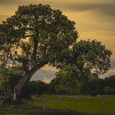@Alexandre.Socci_Pantanal-1570