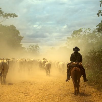 South-american traditional cowboy at cattle drive. Pantanal wetlands, Mato Grosso do Sul state, Brazil. World Nature Heritage site and Biosphere Reserve.